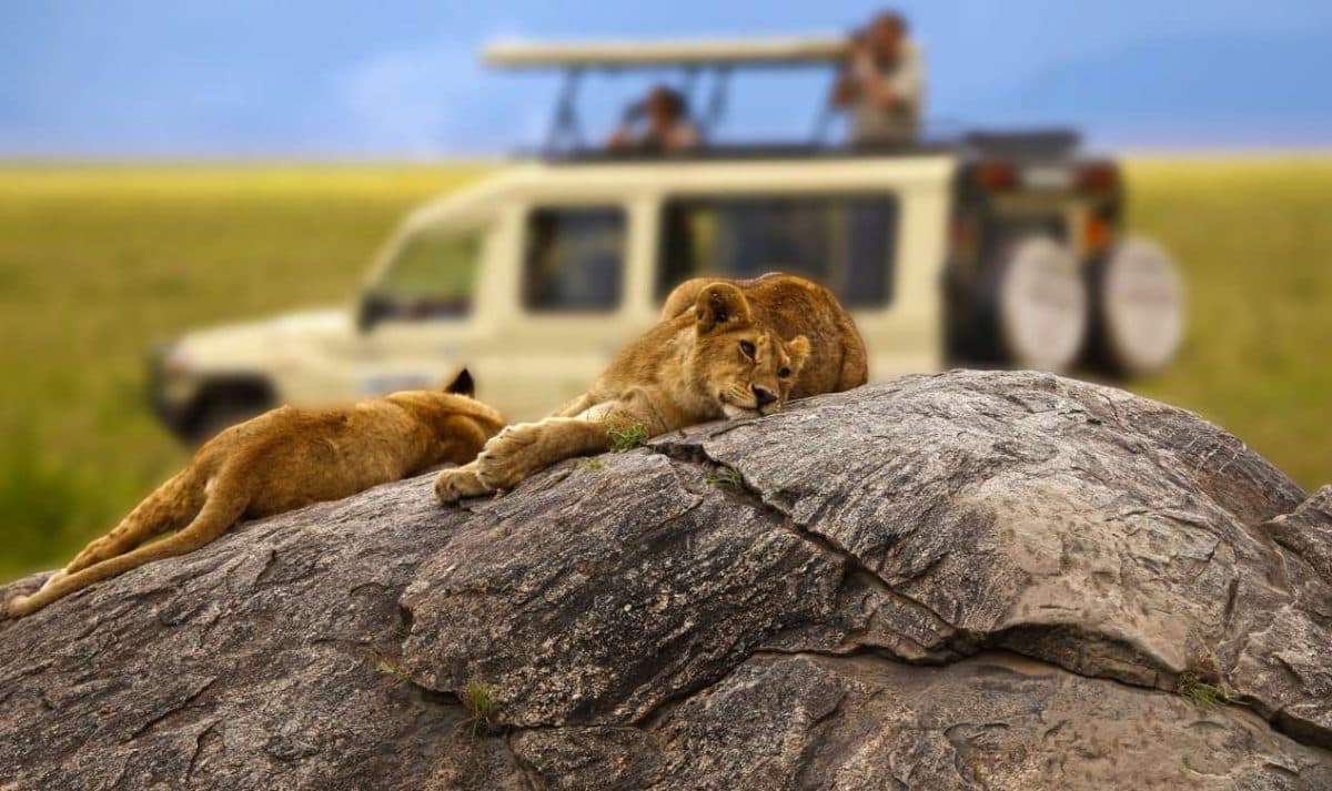 Quoi voir absolument lors d'un safari en Tanzanie