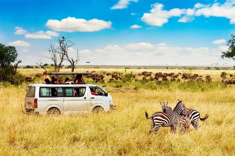 Quoi voir absolument lors d'un safari en Tanzanie