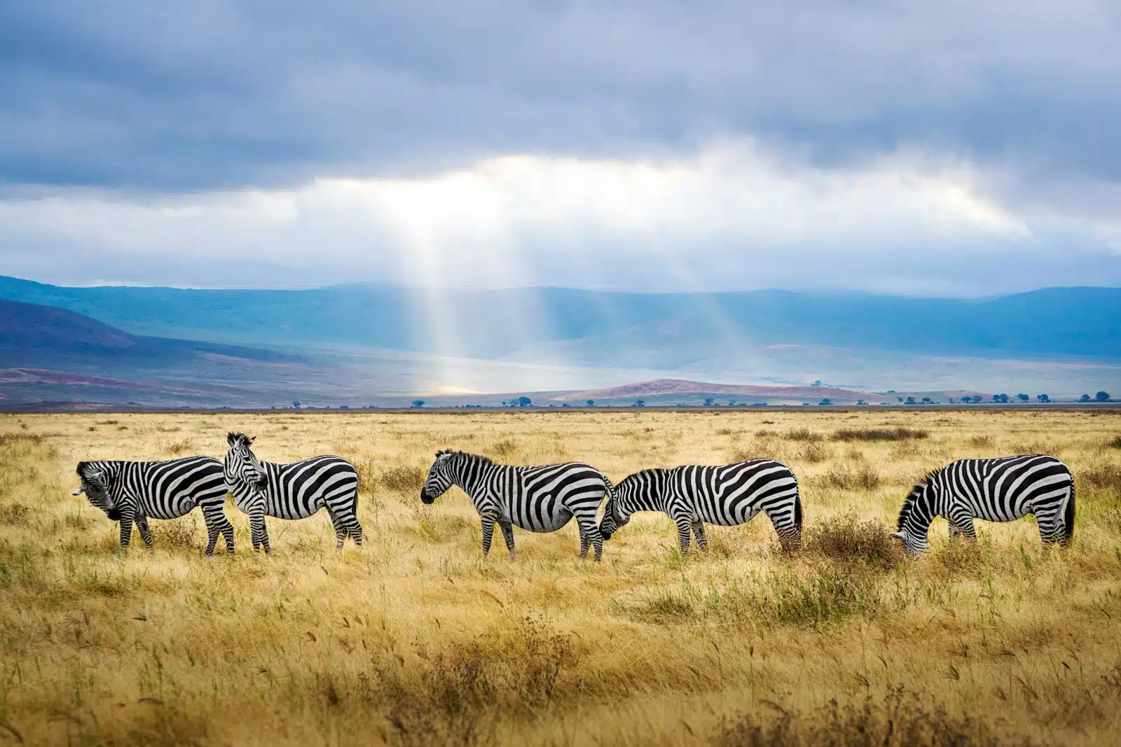 zèbres lors d'un safari en Tanzanie