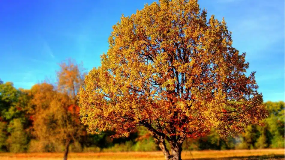 Séjours en automne : les endroits où il fait bon vivre pendant la saison !